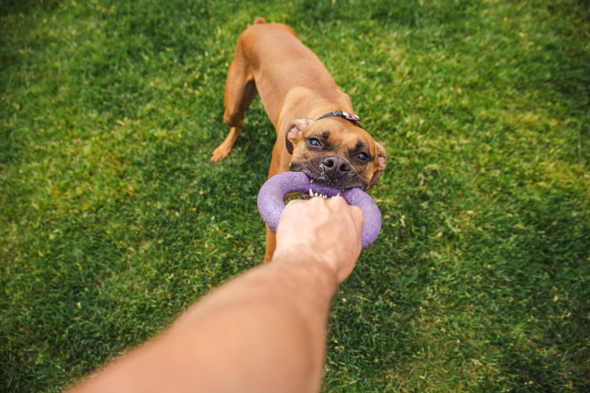 ボクサーの性格の特徴